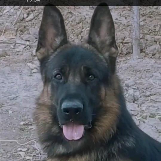 德赛犬业有限公司