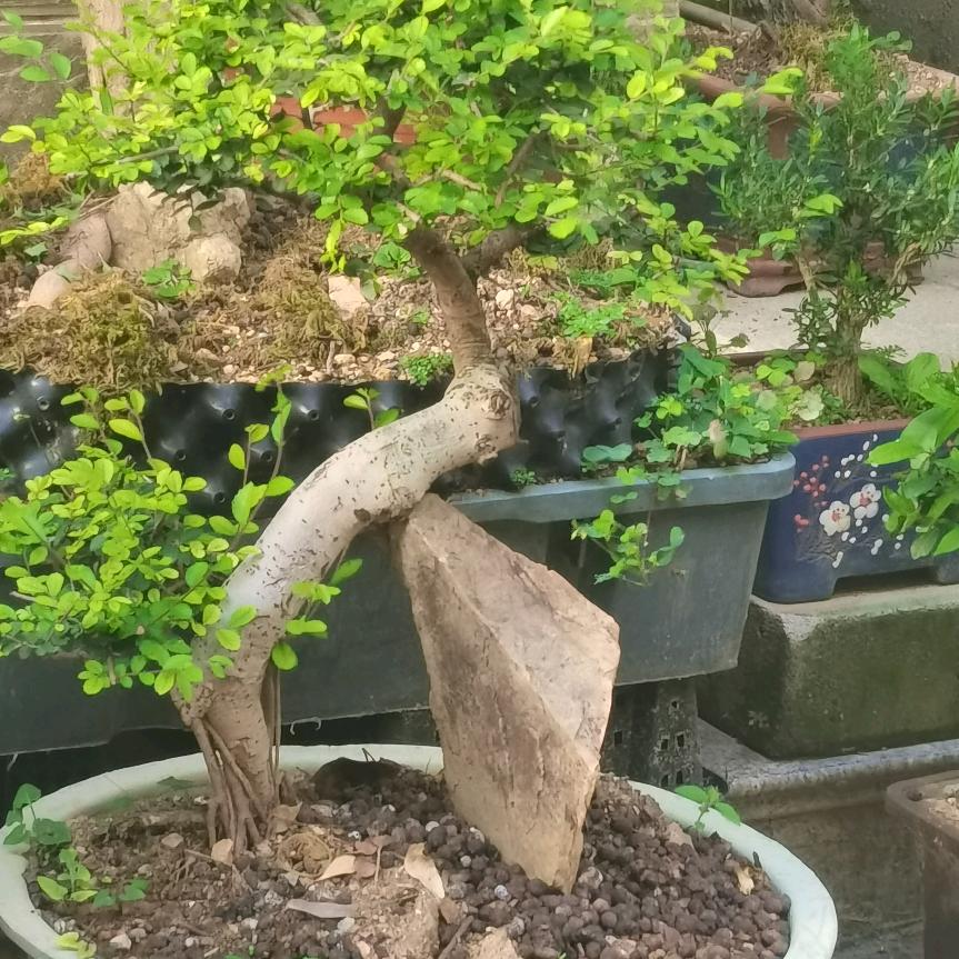 鼎
