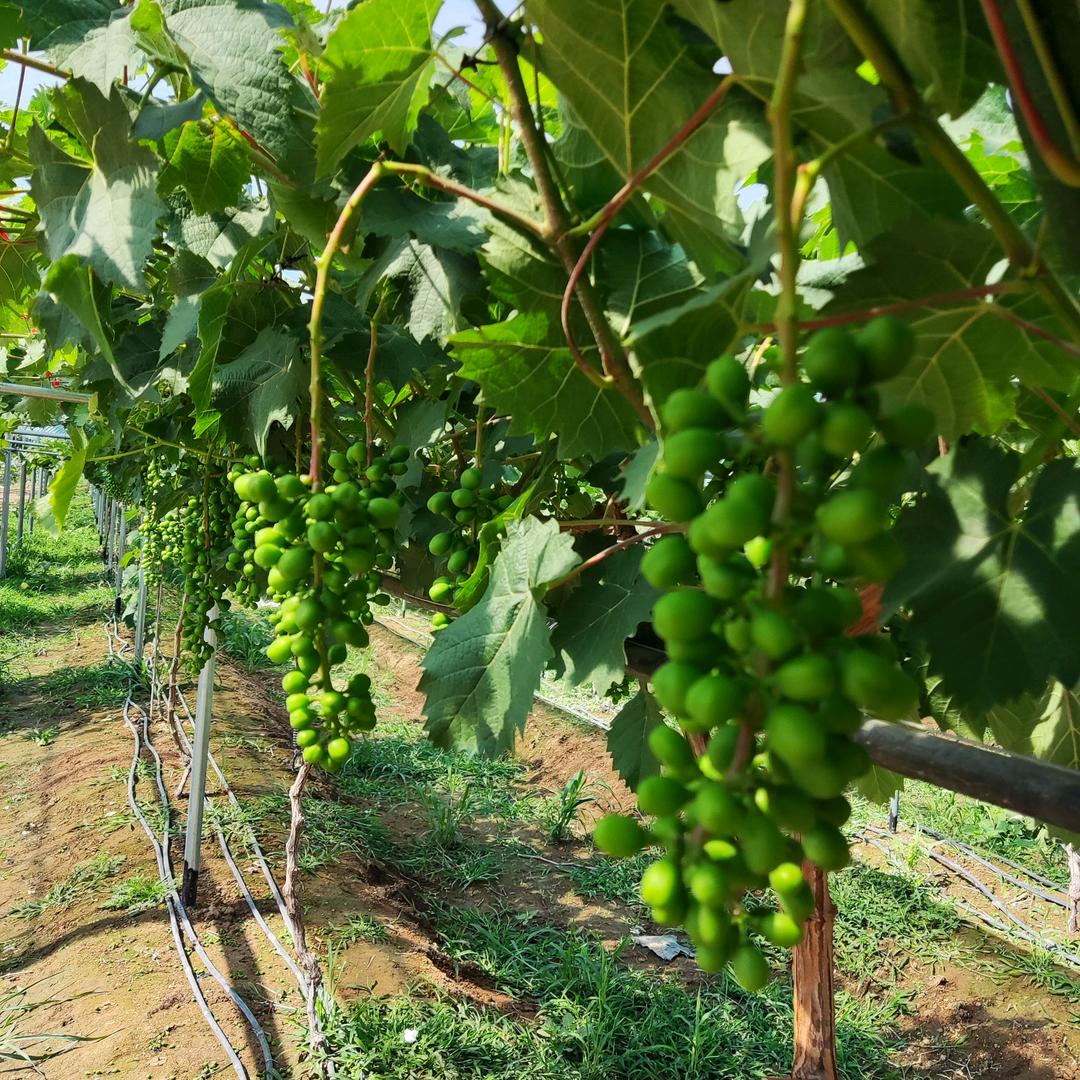 盈胜农业-新农人-葡萄