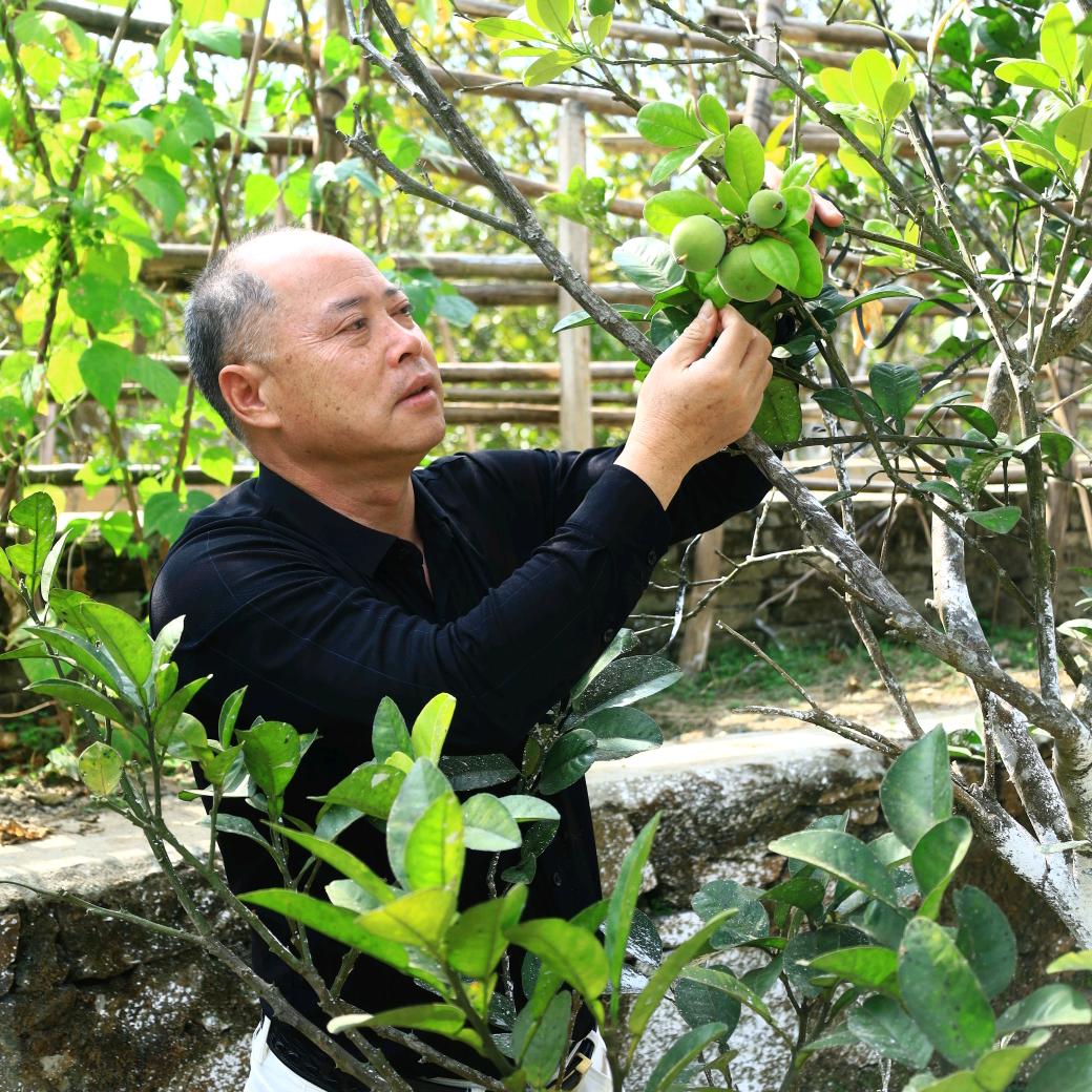 化州富硒化橘红