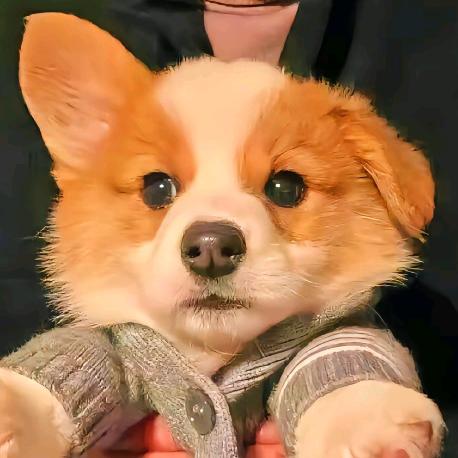 可梦