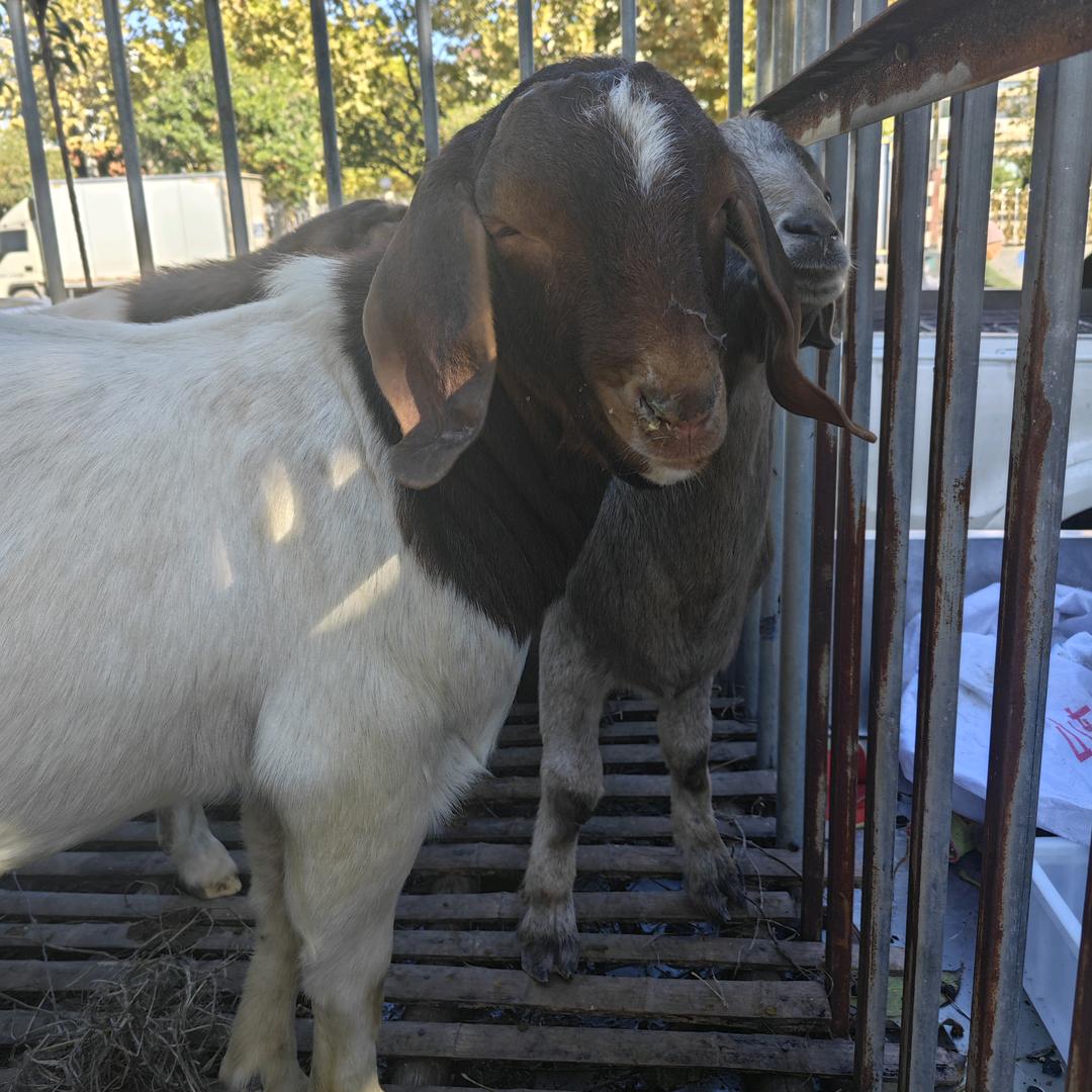 永晟羊肉销售店官方号