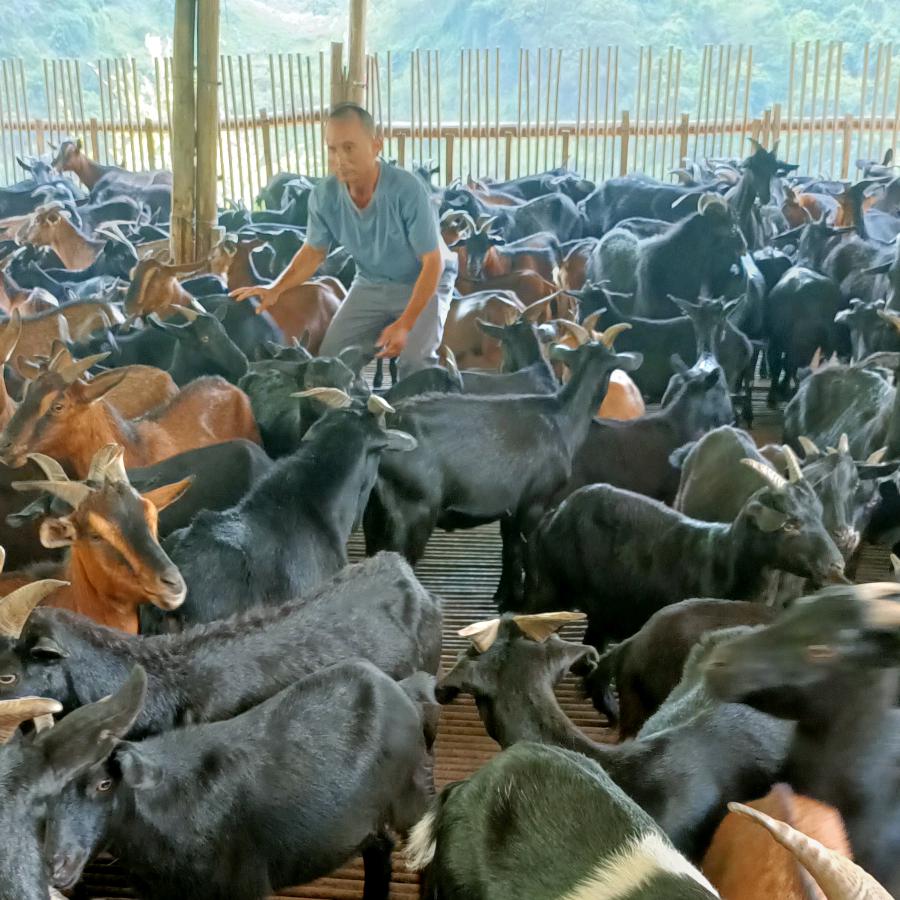 阳山江英天褔原生态养殖长期有羊出卖