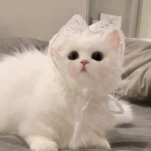 林墨牙。