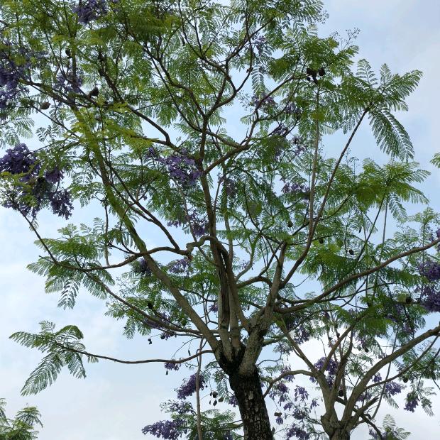 茂名装修设计+万家莱衣柜+友邦吊顶