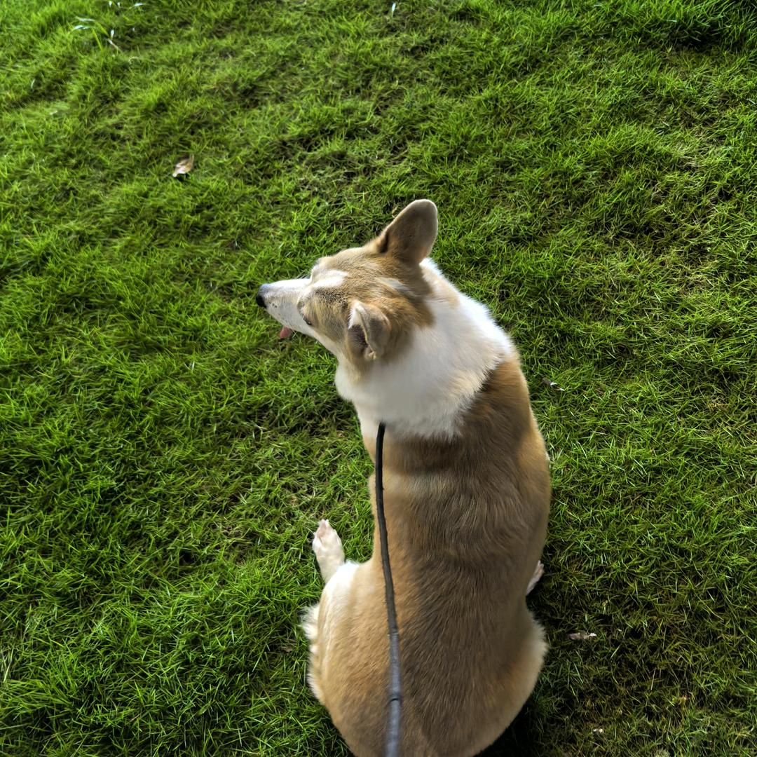 灵犀