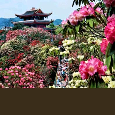 杜鹃哥