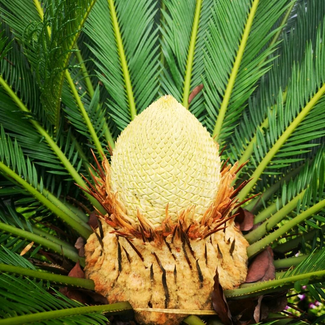 木瓜大叔（助力新人）