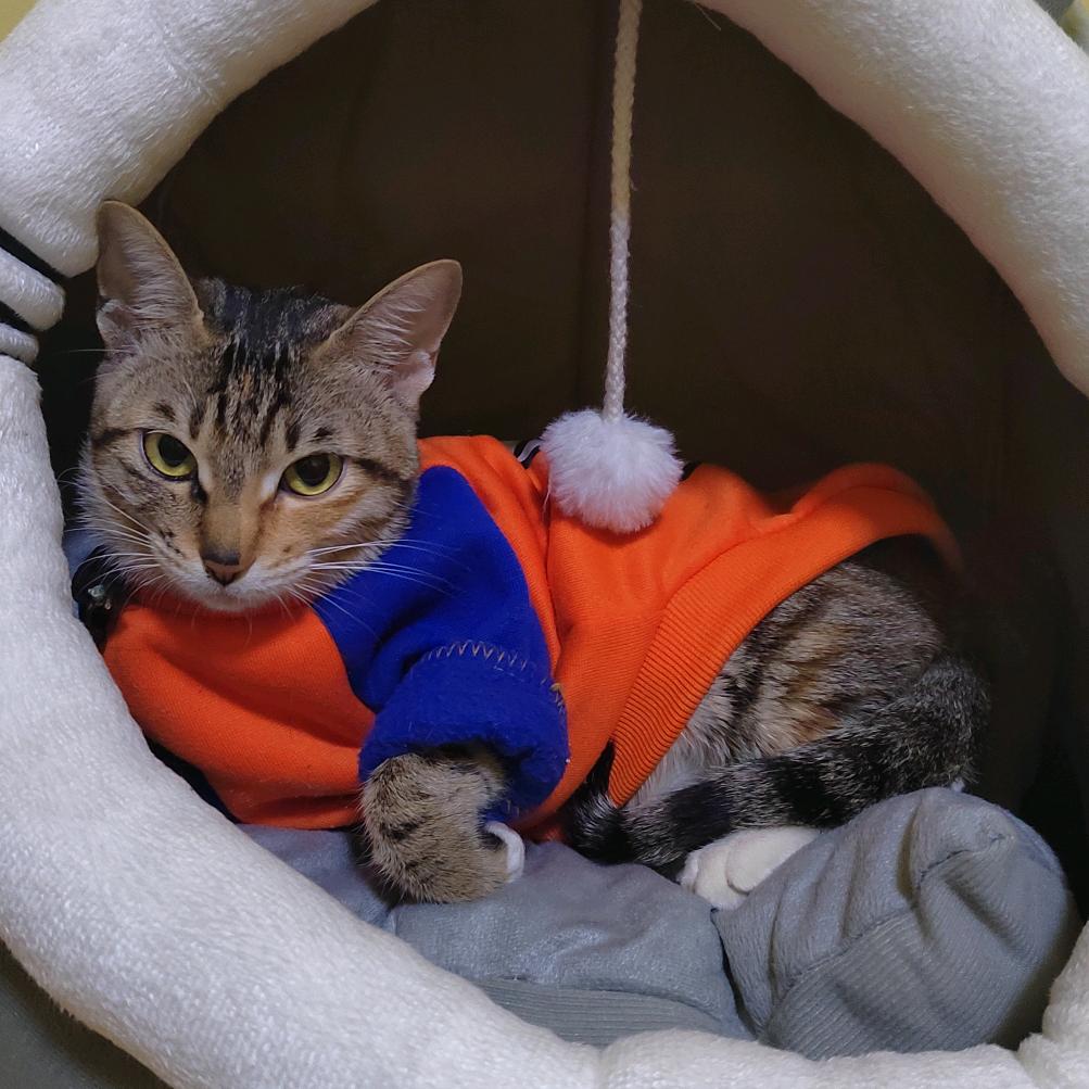 淼苗是只猫