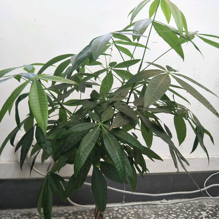 改了个名