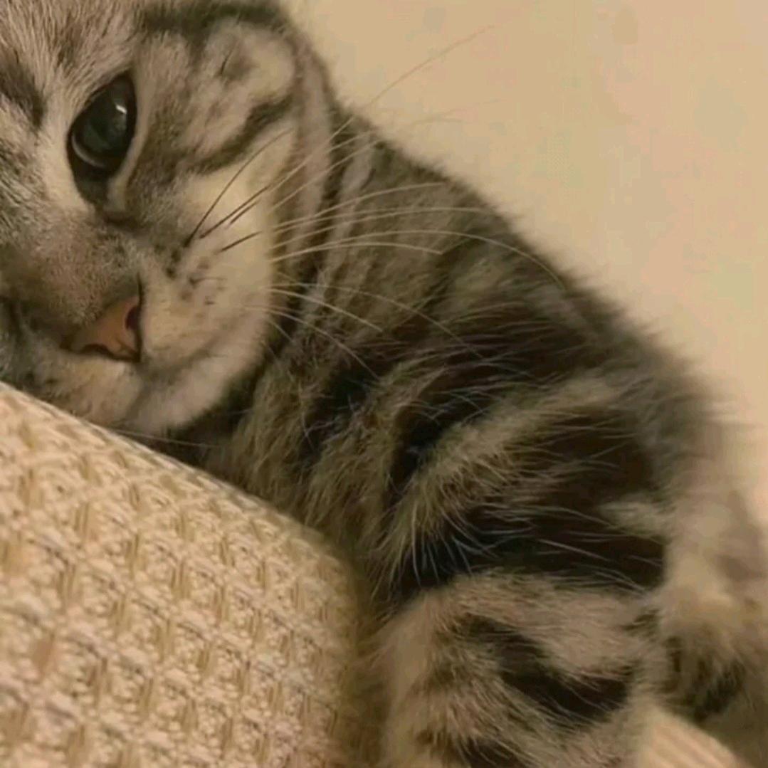 简尼喜欢蹦迪