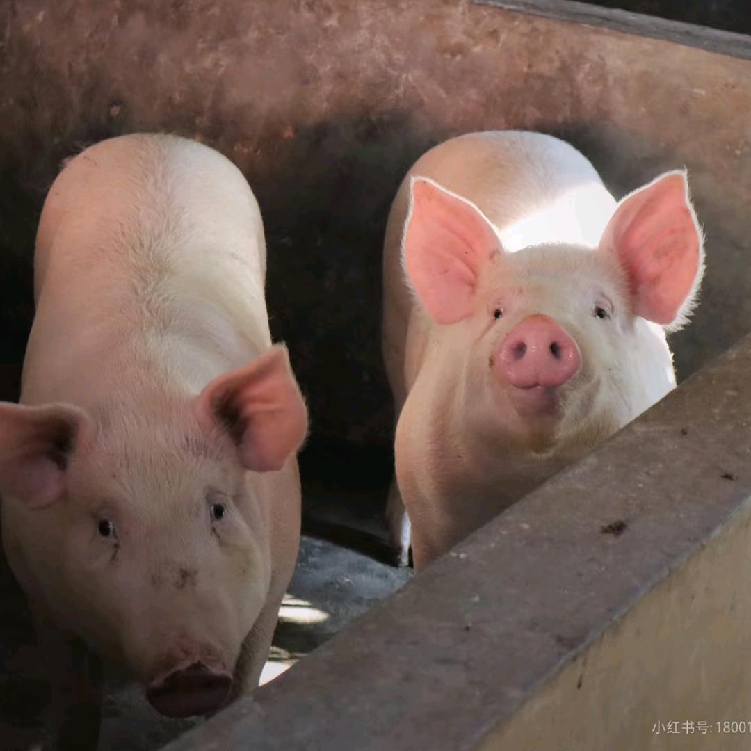 卖猪肉的邓大婶