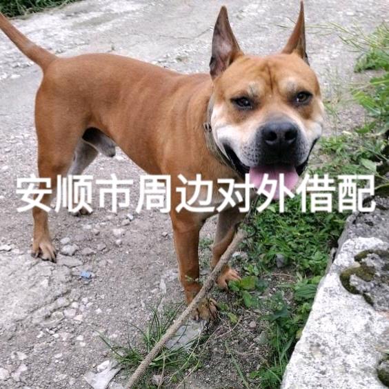 王玉文