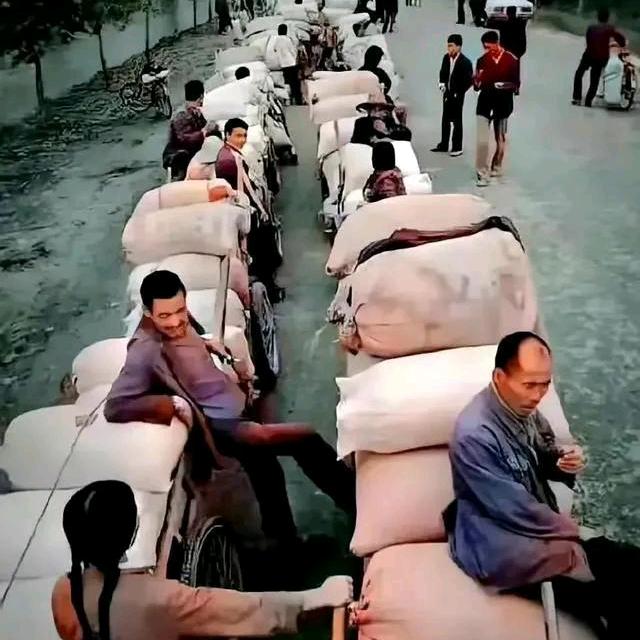 蓝电@霸王龙🦖