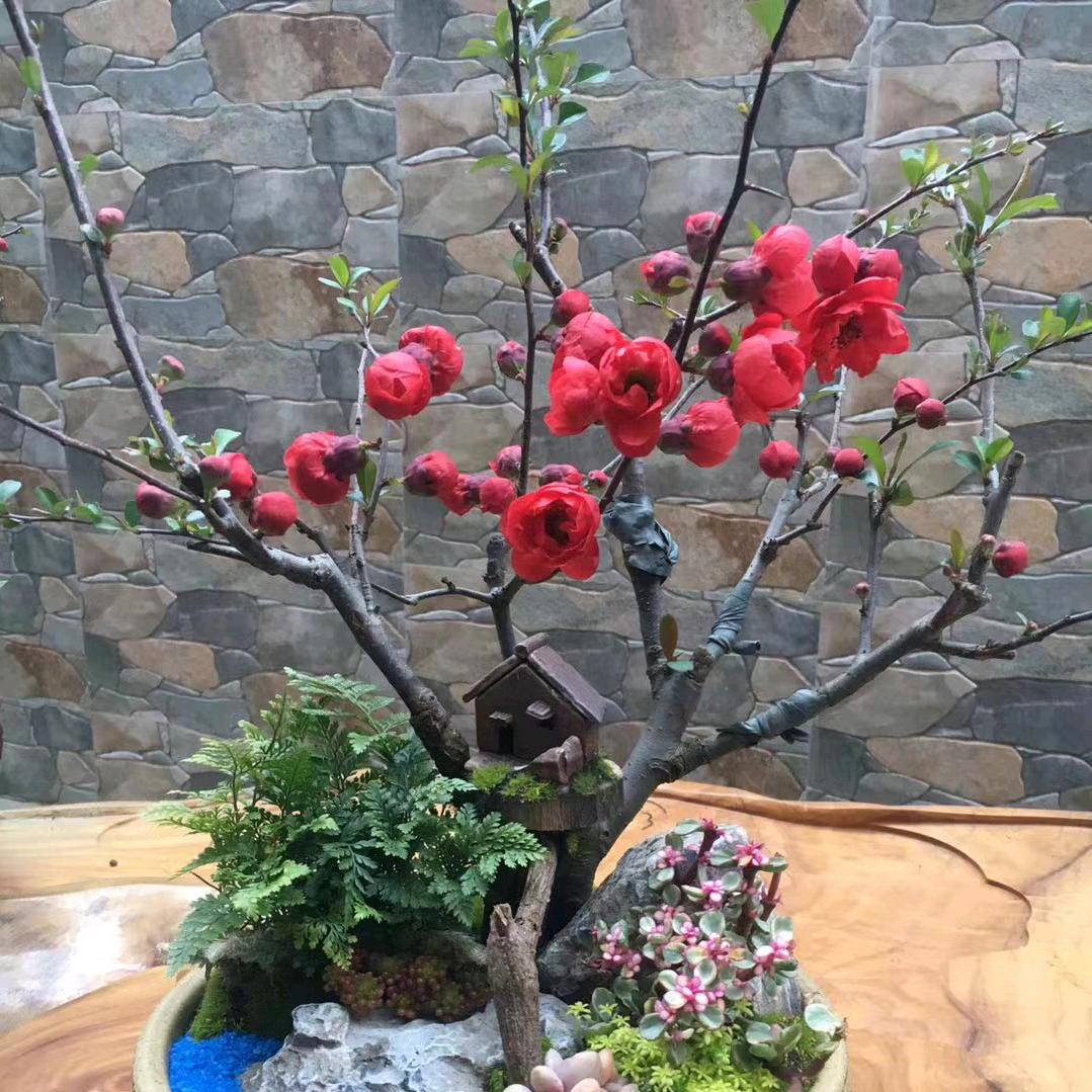 圆圆小满