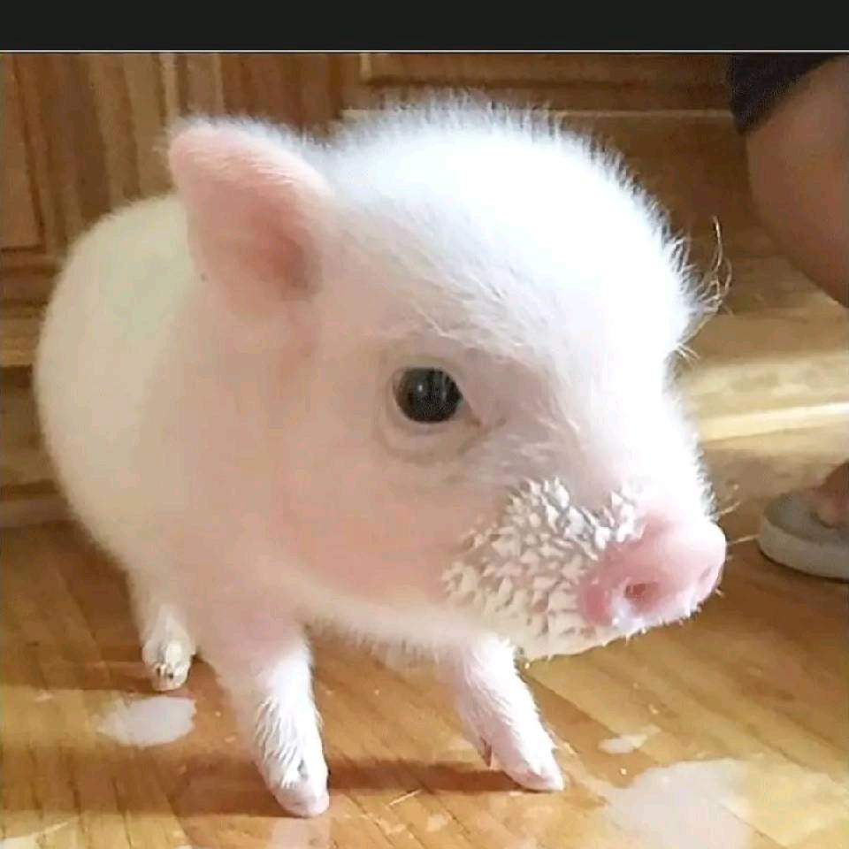 🐷也是这样想的