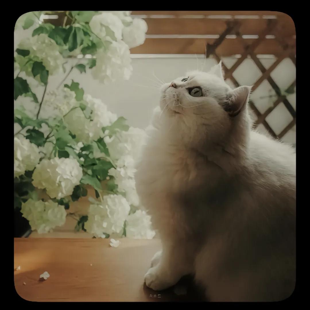 牛的哇
