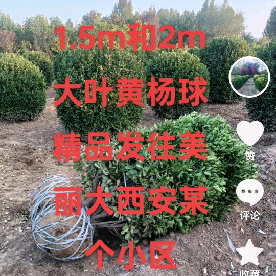 涛哥诚信苗木（大叶黄杨球）头像