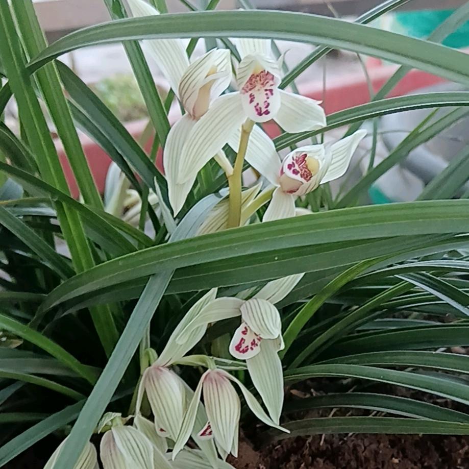唇上柠檬味