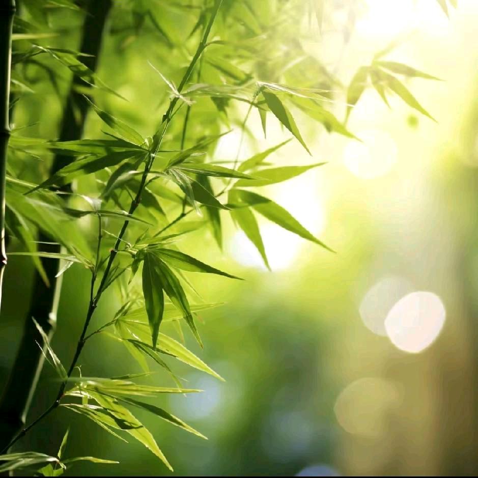 小竹子（拒私聊）