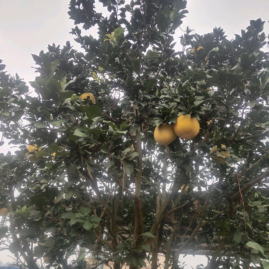 杨大姐