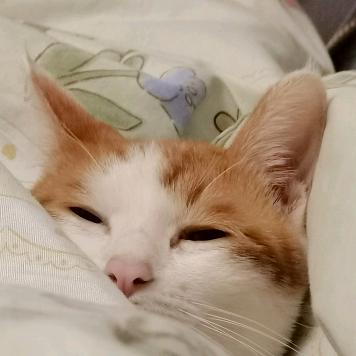 奶猫