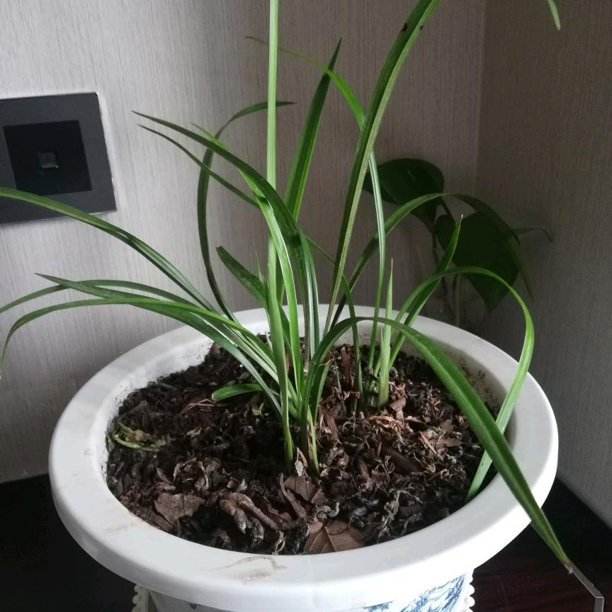 森