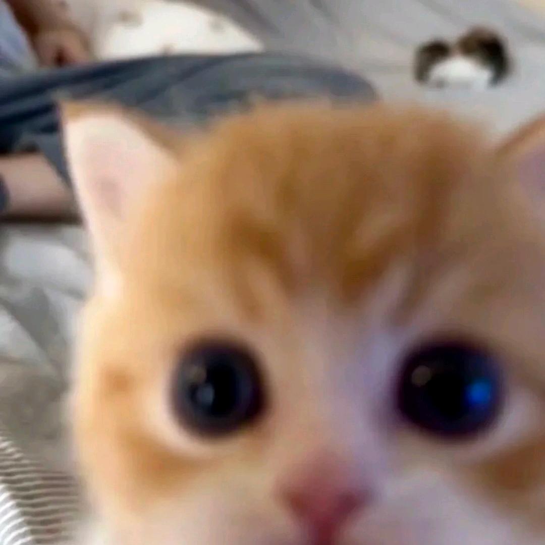 苹什猫