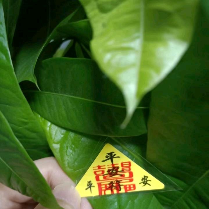 熟悉的陌生人