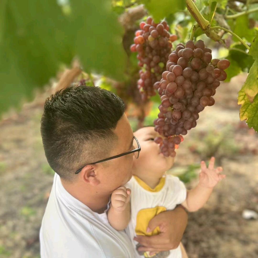 辛苦葡萄人，马原原