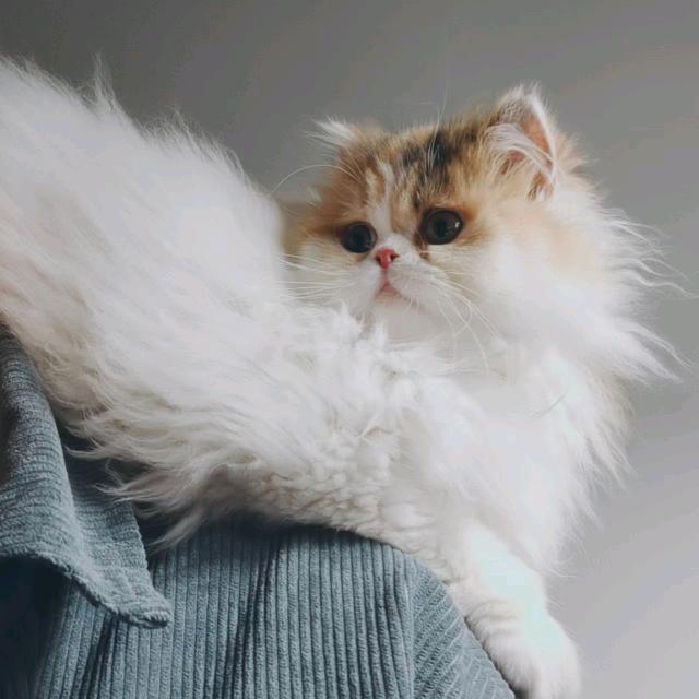 鸟山 king（恩师大飞）