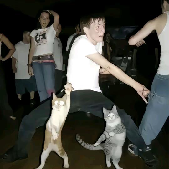 锅猫捣灶
