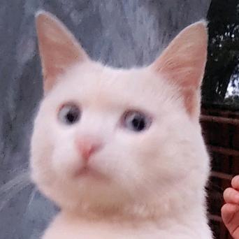 小宋弈茗