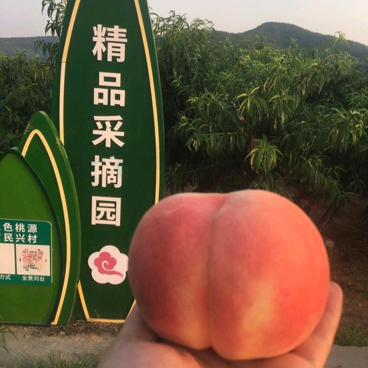 肥城桃精品采摘园