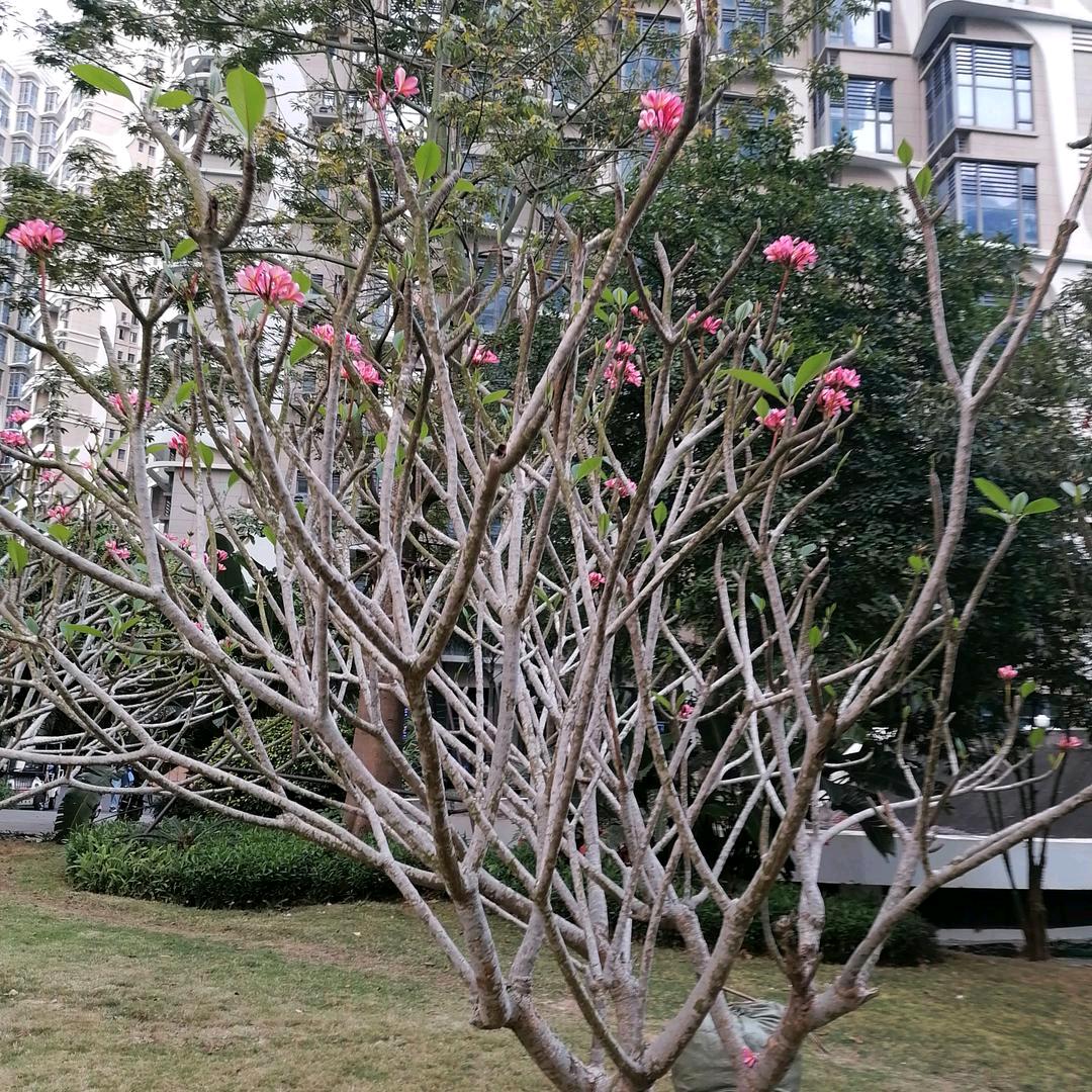 芳