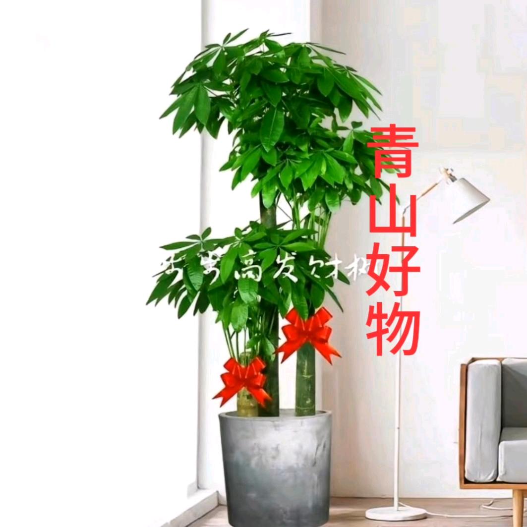 青山