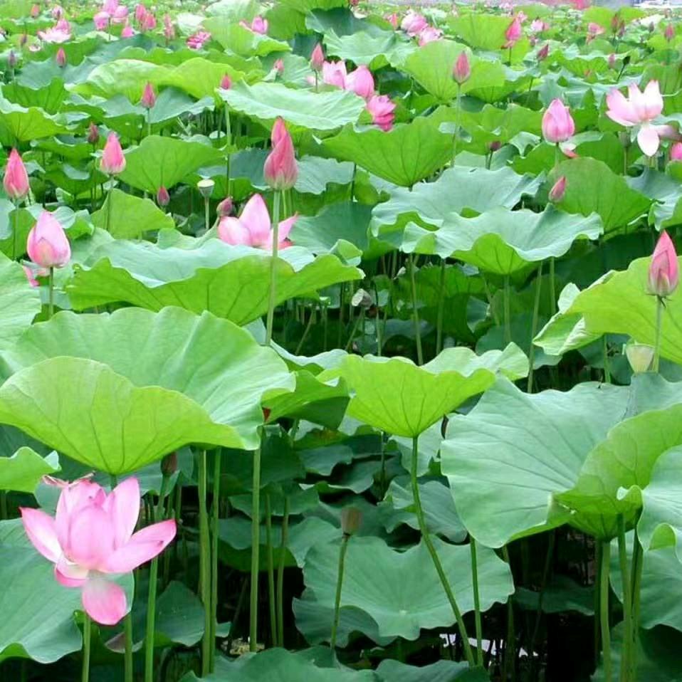 妤子◆微眠