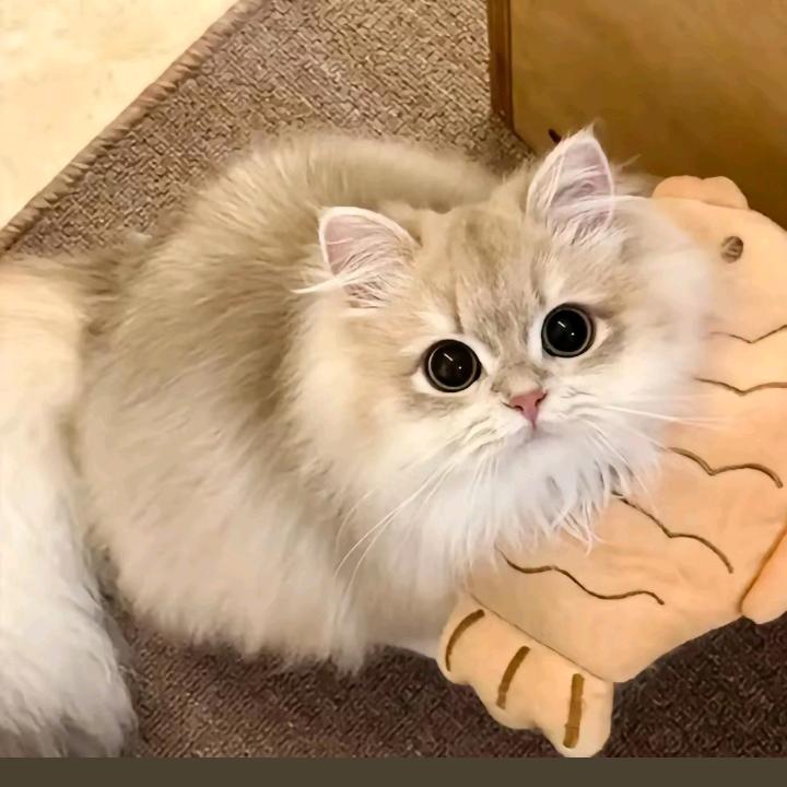 我是蛋仔主播朱朱