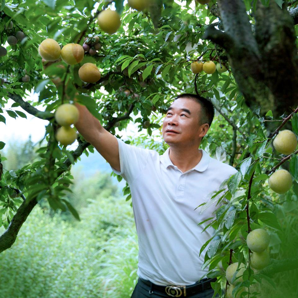 绿峰果业