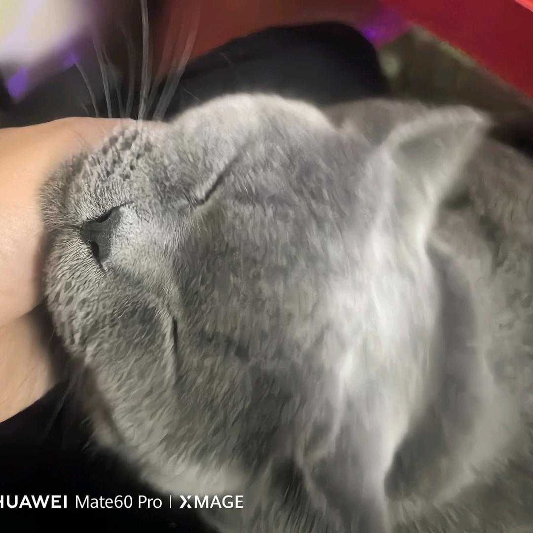 柒月秋