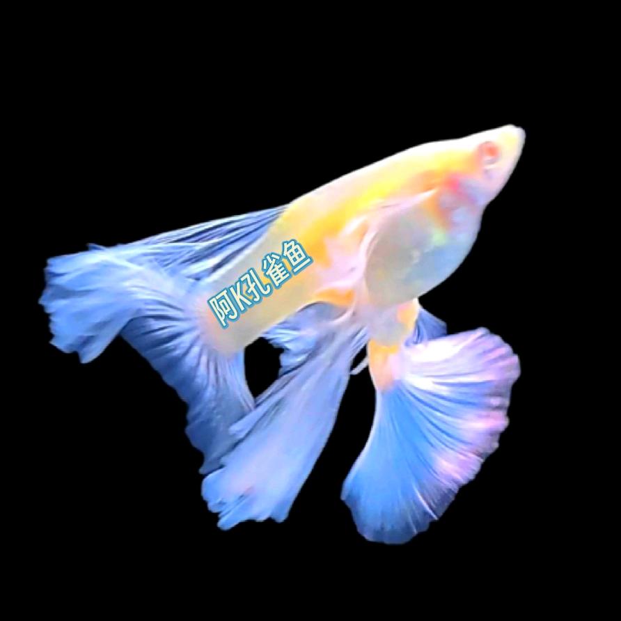 阿K孔雀鱼