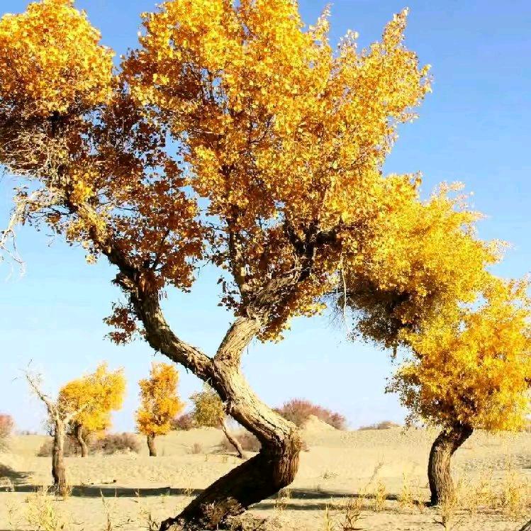 🚬𝄞凡心ঞৣঁ