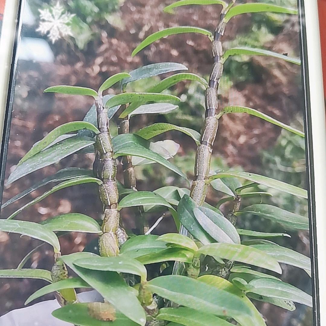 @淼淼讲农业