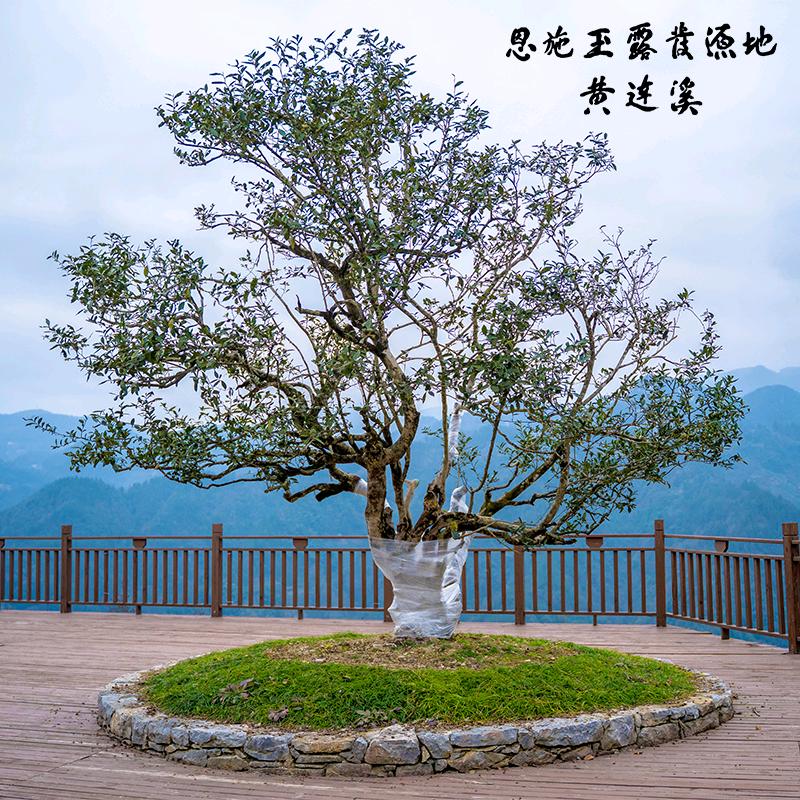 蓝焙恩施玉露蒸青茶