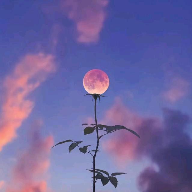༄ᐝ半糖⃟⸜微甜໊ഒᩚ࿐