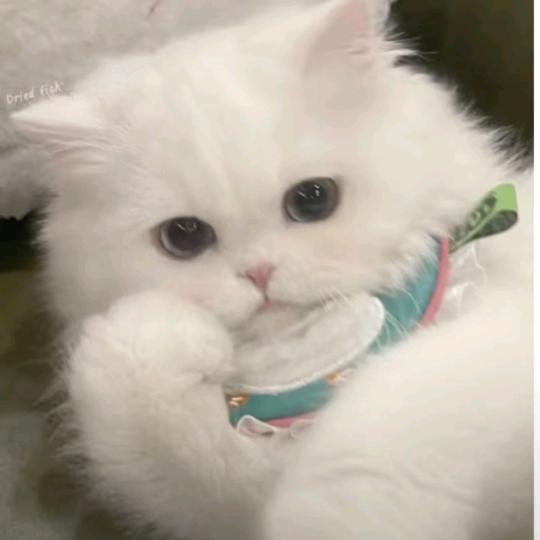 小猫蛋挞耶