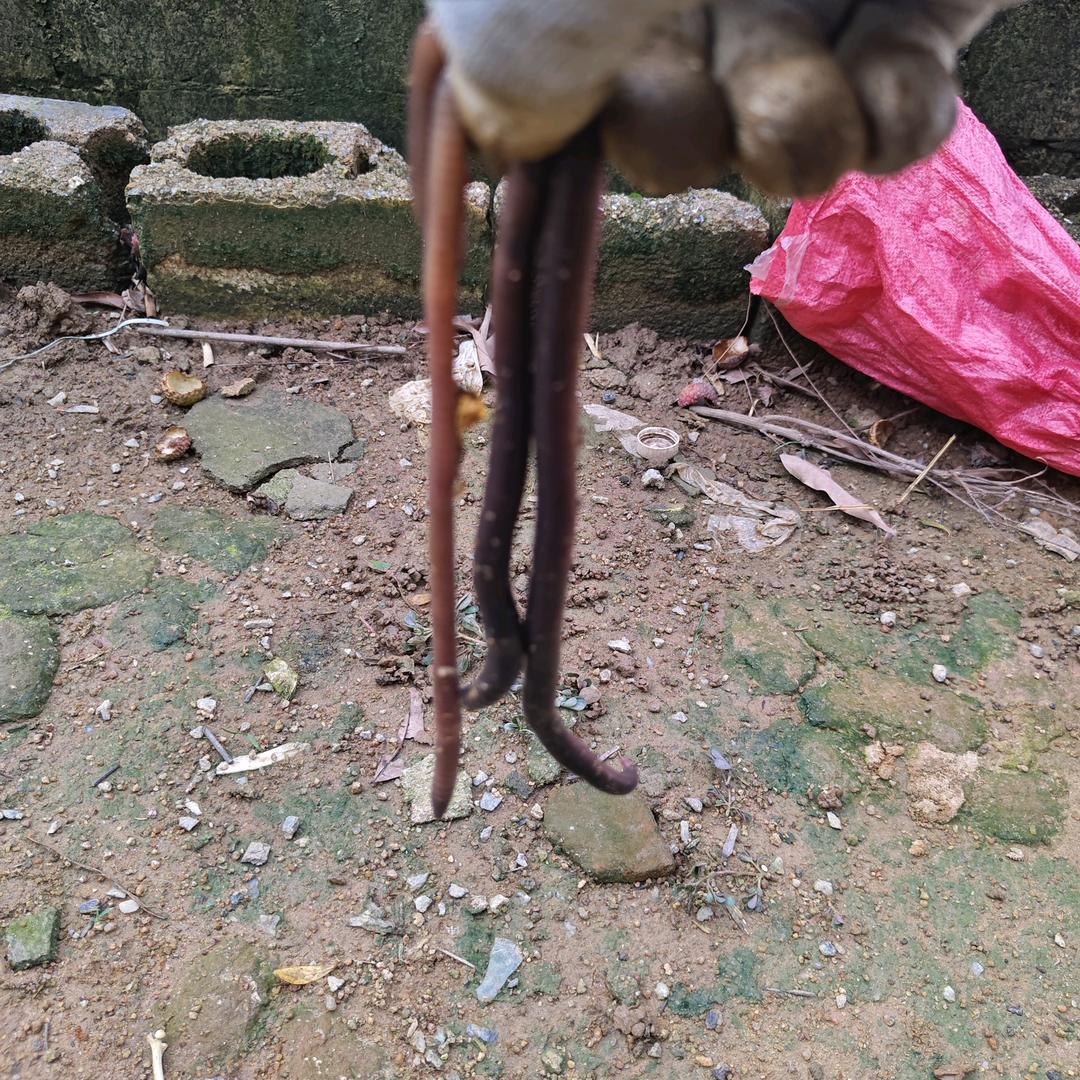 广西灵山仿野生蚯蚓一广地龙