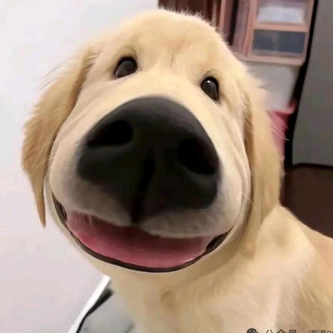 汪汪汪汪汪汪