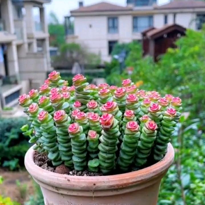 开心