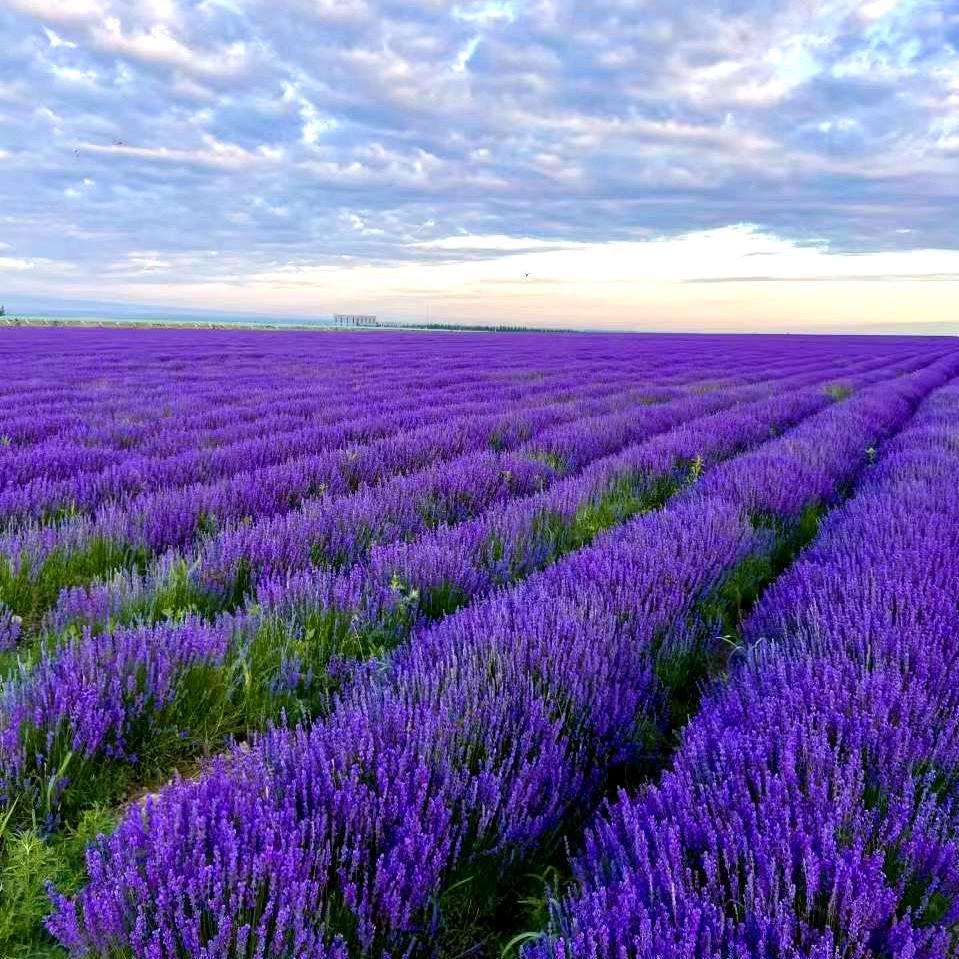 A-资深职业规划师